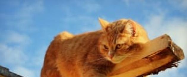 Сон рыжий кот нападает. К чему снится рыжий кот в соннике Хассе. Различные обстоятельства и ситуации