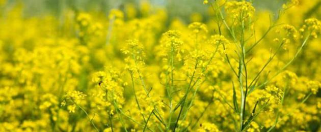 Аллергия на пыльцу злаковых трав. Аллергия на злаковые травы и продукты Аллергия на злаки что исключить