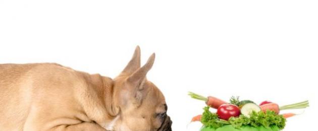 Свеклу капусту морковь собаке лайке давать вареные. Можно ли давать собаке капусту. Нуждаются ли собаки в зелени