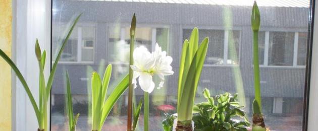 Hippeastrum από σπόρους.  Αναπαραγωγή hippeastrum.  Εναλλασσόμενη φύτευση hippeastrums και τουλίπες στον κήπο