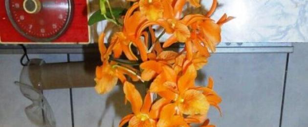 Орхидея дендробиум нобиле уход. Чтобы орхидея дендробиум порадовала цветением, учимся ухаживать за ней. Грибковые инфекции дендробиума