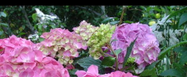 Ορτανσία (Hydrangea), (Ορτανσία).  Περιγραφή, είδη και φροντίδα ορτανσίας.  Ορτανσία στον κήπο σας.  Ορτανσία στην Ιαπωνία Ορτανσία paniculata Kyushu Φύτευση και φροντίδα