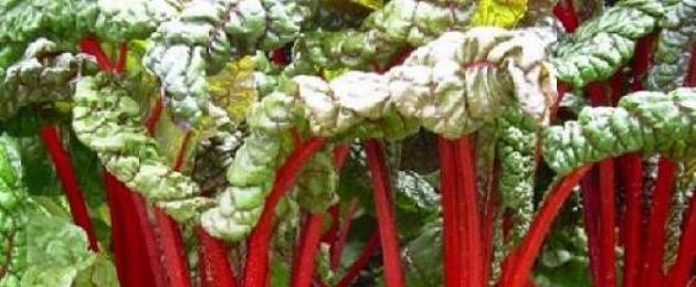 Swiss Chard (φωτογραφία) - φύτευση και φροντίδα.  Ελβετικό σέσκουλο: καλλιέργεια και αποθήκευση ποικιλίας ανθεκτικής στον παγετό Φύλλα και μίσχοι τσίπουρου α