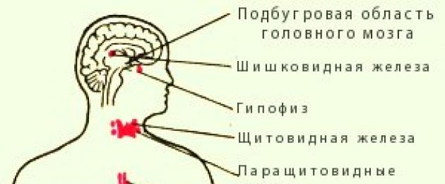 Что входит в железы внутренней секреции. Железы. Что такое гормоны