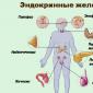 Роль желез внутренней секреции в организме человека