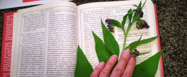 DIY leaf herbarium: ιδέες για δημιουργικότητα.  Συλλέγοντας ένα βότανο: πώς να το κάνετε σωστά Πώς να φτιάξετε ένα όμορφο φθινοπωρινό ερμπάριο