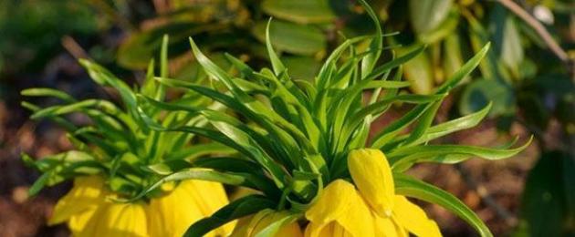 Рябчики группы Eufritillaria. Сообщество зеленых человечков Рябчик желтый