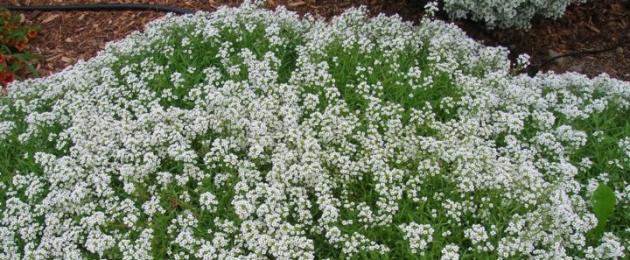 Πόσο καιρό ανθίζει το alyssum;  Alyssum - η γοητεία της απλότητας, της φύτευσης και της φροντίδας.  Φροντίδα μετά την ανθοφορία