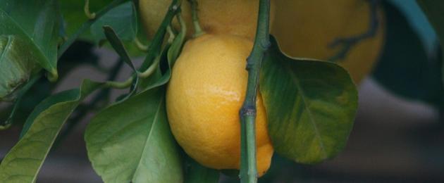 Самый крупный комнатный лимон. Принц Лимон и его свита: сорта и гибриды лимонов. Виды лимонных деревьев