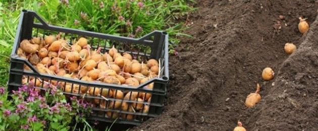 Благоприятные дни в апреле для посадки картофеля. До какого числа лучше посадить картошку и какие сроки считаются крайними Посадка картошки в мае