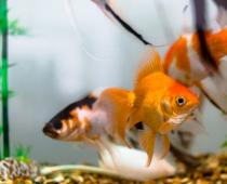 Гадание золотая рыбка на желание онлайн Золотая рыбка Да или Нет