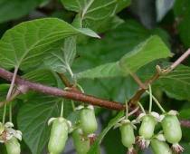 Actinidia kolomikta: φύτευση και φροντίδα, περιγραφή ποικιλιών