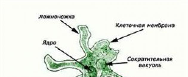 Общая характеристика одноклеточных. Общая характеристика и строение типа простейших Общая характеристика строения и жизнедеятельности одноклеточных