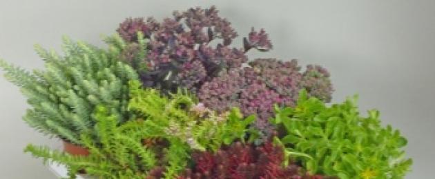 Πολλαπλασιασμός Sedum το φθινόπωρο.  Sedum, sedum: ανάπτυξη από σπόρους, πολλαπλασιασμός, φροντίδα.  Sedum obtusifolia