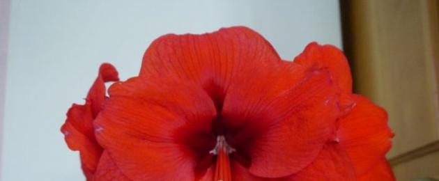 Εσωτερικό βολβώδες λουλούδι hippeastrum.  Hippeastrum (45 φωτογραφίες): φύτευση, καλλιέργεια, φροντίδα.  Βοτανική περιγραφή του φυτού