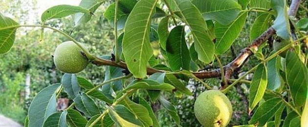 Ανθεκτικές στο χειμώνα ποικιλίες καρυδιάς.  Φωτογραφία που περιγράφει τις ποικιλίες καρυδιάς Ποια ποικιλία καρυδιάς είναι καλύτερο να φυτέψετε