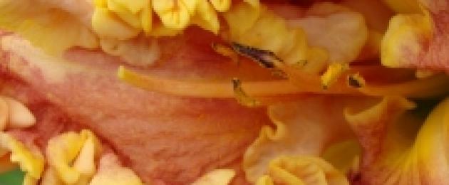 Daylily diploid τι σημαίνει.  Daylily: τι να προσέξετε όταν επιλέγετε μια ποικιλία.  Διπλοειδή και τετραπλοειδή