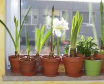 Αναπαραγωγή hippeastrum