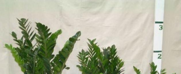 Αξίζει ο Zamioculcas να διατηρείται στο σπίτι;  Εξωτικό φυτό zamiokulkas: σημάδια και δεισιδαιμονίες.  Ο Zamioculcas κλαίει τι σημαίνει