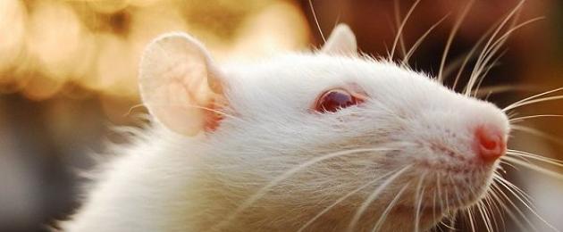 К чему снится крыса ползающая по тебе. Что значит увидеть во сне крысу. Психологическая расшифровка по соннику Фрейда