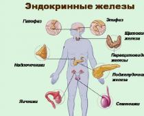 Роль желез внутренней секреции в организме человека