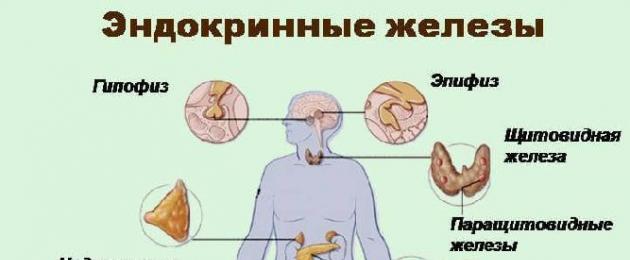 Железы внутренней секреции у женщин. Роль желез внутренней секреции в организме человека. Половые железы и их заболевания