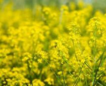 Аллергия на злаковые травы и продукты Аллергия на злаки что исключить