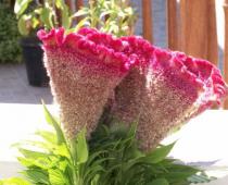 Ανθρωπος κουφός.  Celosia.  Celosia (67 φωτογραφίες): φύτευση και φροντίδα, κανόνες για την καλλιέργεια του φυτού Scallops