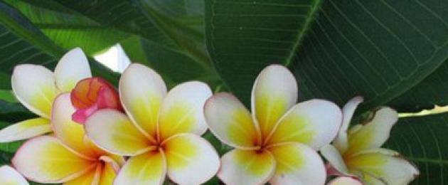 Τι λουλούδια υπάρχουν στο Μπαλί.  Plumeria (frangipani) - φροντίδα στο σπίτι για ένα ανθισμένο δέντρο Επιλογή τοποθεσίας και θερμοκρασίας