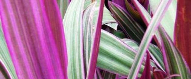 Tradescantia λευκή φροντίδα στο σπίτι.  Tradescantia: φροντίδα στο σπίτι, καλλιέργεια και αναπαραγωγή.  Χρήσιμες κριτικές για την καλλιέργεια φυτών