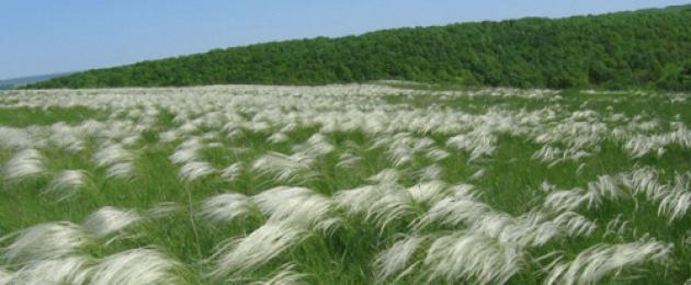 Το καλύτερο φτερόχορτο (seeds feather grass from 