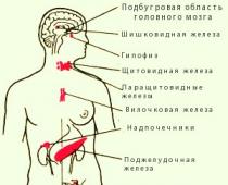 Что входит в железы внутренней секреции