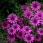 Osteospermum - καλλιέργεια από σπόρους στο σπίτι, χρήσιμες συμβουλές για αρχάριους κηπουρούς