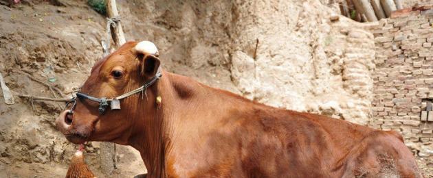 Ωροσκόπιο ανατολικής συμβατότητας: Βόδι και κόκορας.  Συμβατότητα ταύρου και ερωτευμένου κόκορα Πετεινός και ταύρος ποια είναι η συμβατότητά τους