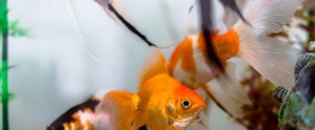Разновидности гадания золотая рыбка. Гадание золотая рыбка на желание онлайн Золотая рыбка Да или Нет