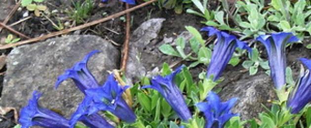 Ηλιόλουστη μερική σκιά Gentian.  Gentian - φροντίδα, καλλιέργεια, αναπαραγωγή.  Λίπασμα και top dressing