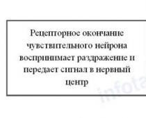 Τι είναι το αντανακλαστικό τόξο και τα συστατικά του