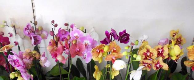 Orchids phalaenopsis уход. Орхидея Фаленопсис – уход в домашних условиях, правильный полив, способы размножение и болезни цветка. Комментариев к Орхидея фаленопсис. Как ухаживать за ней в домашних условиях