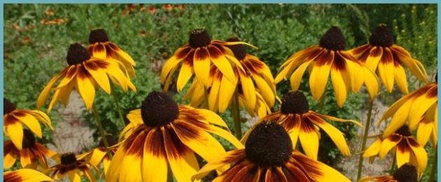 Rudbeckia πολυετή φύτευση και φροντίδα, αναφύτευση, πότισμα και πολλαπλασιασμός.  Φύτευση και φροντίδα για πολυετή λουλούδια του κήπου rudbeckia