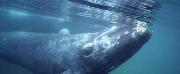 19 февраля всемирный день китов. Всемирный день китов. Кто и зачем убивает китов