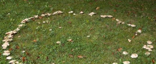 Беловатая говорушка съедобный гриб. Грибы говорушки съедобные и несъедобные (фото). Виды говорушек, названия и фото. Съедобные и ядовитые говорушки